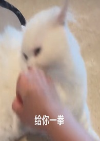 喵喵机是什么东西